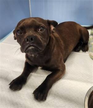 Pug and Mixed Breed Dogs Available for Adoption in San Bernardino, California - ASPEN | PetCurious
