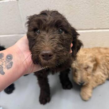 Josephine -  Labrador Retriever and Poodle Dog for Adoption in Fredericksburg, Virginia - Josephine | PetCurious