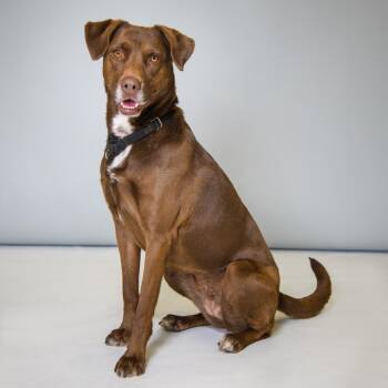 Sierra -  Retriever and Mixed Breed Dog for Adoption in Palm Springs, California - Sierra | PetCurious