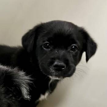 Husk 54390 -  Australian Shepherd Dog for Adoption in Las Vegas, Nevada - Husk 54390 | PetCurious