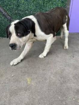 Pit Bull Terrier and Mixed Breed Dogs Available for Adoption - FRED* | PetCurious