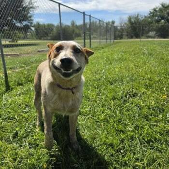 Basil -  Fox Terrier and Mixed Breed Dog for Adoption in Scottsbluff, Nebraska - Basil | PetCurious