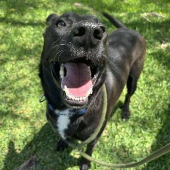 Drake -  Labrador Retriever Dog for Adoption in Pearland, Texas - Drake | PetCurious