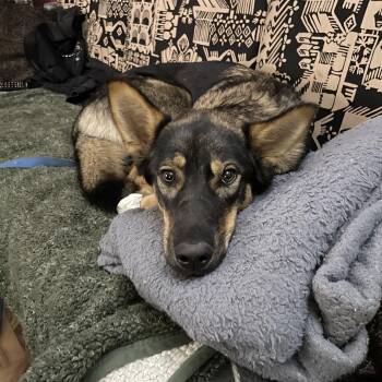 Rescue Mixed Breed Dogs for Adoption in Saskatoon, Saskatchewan - Autumn | PetCurious