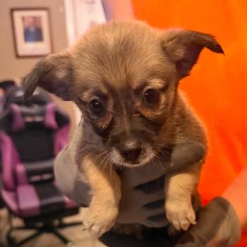 Marge -  Mixed Breed Dog for Adoption in Madison, Wisconsin - Marge | PetCurious