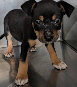 Buck -  Mixed Breed Dog for Adoption in St. Augustine, Florida - Buck | PetCurious