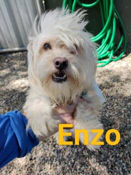 ENZO (adopt or foster) -  Terrier Dog for Adoption in Pasadena, California - ENZO (adopt Or Foster) | PetCurious
