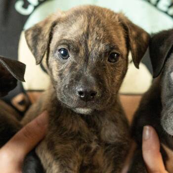 Green Goblin -  Mixed Breed Dog for Adoption in Cape Girardeau, Missouri - Green Goblin | PetCurious