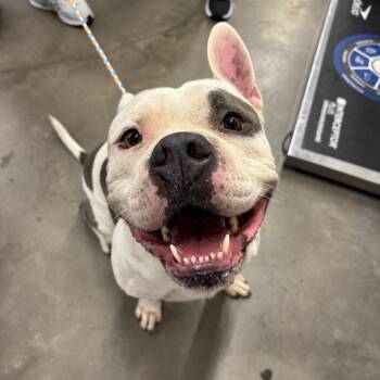 Calvin -  Terrier Dog for Adoption in Tampa, Florida - Calvin | PetCurious