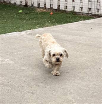 Maltese Dogs Available for Adoption in Fremont, California - A197957 | PetCurious