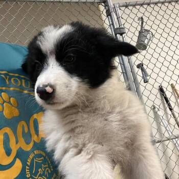 Nobara -  Great Pyrenees and Border Collie Dog for Adoption in Milan, Illinois - Nobara | PetCurious
