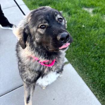 Anatolian Shepherd and Great Pyrenees Dogs Available for Adoption - Naamah | PetCurious