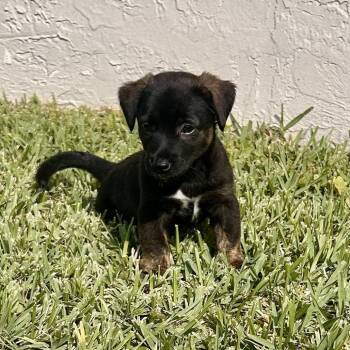 Terrier and Mixed Breed Dogs Available for Adoption in Fort Lauderdale, Florida - Camellia | PetCurious