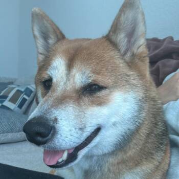 Kalisey -  Shiba Inu Dog for Adoption in Tampa, Florida - Kalisey | PetCurious