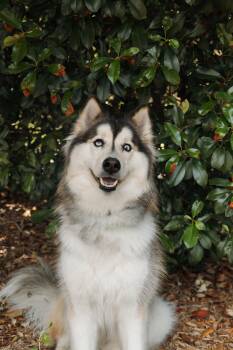 Siberian Husky Dogs Available for Adoption in Carrollton, Texas - Xari | PetCurious