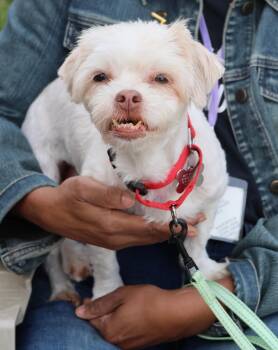 Muneca -  Maltese Dog for Adoption in Harrison, New York - Muneca | PetCurious