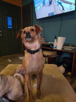 Gumbo -  Dachshund and Terrier Dog for Adoption in Aurora, Indiana - Gumbo | PetCurious