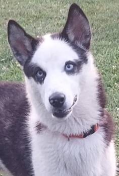 BANDIT -  Husky Dog for Adoption in Louisville, Ohio - BANDIT | PetCurious