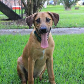 Perseus (Percy) -  Doberman Pinscher and Rhodesian Ridgeback Dog for Adoption in New Orleans, Louisiana - Perseus (Percy) | PetCurious