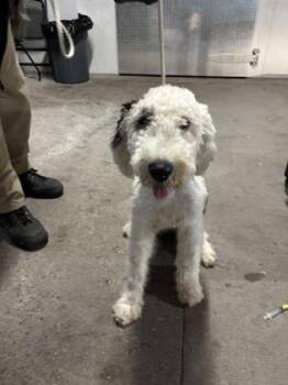 Retriever and Poodle Dogs Available for Adoption in El Paso, Texas - 60911902 | PetCurious