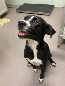Gimli -  Mixed Breed Dog for Adoption in Dyersburg, Tennessee - Gimli | PetCurious