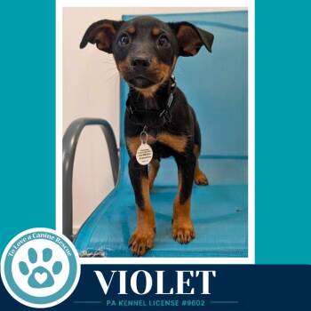 Violet (The Little Rascals) 071826 -  Chihuahua and French Bulldog Dog for Adoption in Kimberton, Pennsylvania - Violet (The Little Rascals) 071826 | PetCurious