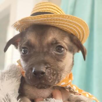 Husky and Shepherd Dogs Available for Adoption - Butterscotch | PetCurious