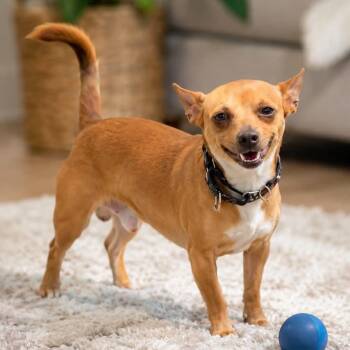 DANNY -  Chihuahua and Terrier Dog for Adoption in Evansville, Wisconsin - DANNY | PetCurious
