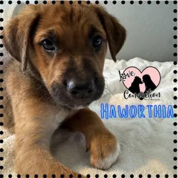 Australian Shepherd Dogs Available for Adoption in Gilbert, Arizona - Haworthia | PetCurious