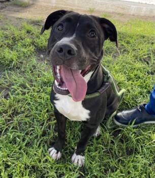 A139139 -  Mixed Breed Dog for Adoption in Palmetto, Florida - A139139 | PetCurious