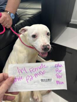 Ivy -  Pit Bull Terrier Dog for Adoption in Blue Springs, Missouri - Ivy | PetCurious