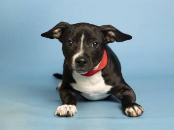 SHAWTY -  Pit Bull Terrier and Labrador Retriever Dog for Adoption in Phoenix, Arizona - SHAWTY | PetCurious