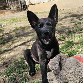 Australian Cattle Dog Blue Heeler and Flat Coated Retriever Dogs Available for Adoption - Judy | PetCurious