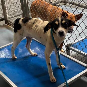 Hemi -  Hound and Terrier Dog for Adoption in Fairfax Station, Virginia - Hemi | PetCurious
