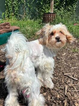 SNOWFLAKE -  Shih Tzu and Cocker Spaniel Dog for Adoption in Leesburg, Virginia - SNOWFLAKE | PetCurious
