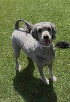 Labradoodle Dogs Available for Adoption in Temecula, California - Cora | PetCurious