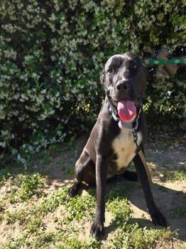 Labrador Retriever and Pit Bull Terrier Dogs Available for Adoption in Ocala, Florida - GALAXY | PetCurious