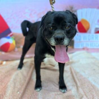 Rescue Chow Chow and Terrier Dogs for Adoption in Long Beach, California - WEBBER | PetCurious