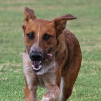 Rescue Cattle Dog Dogs for Adoption in Temple, Texas - Wrangler | PetCurious