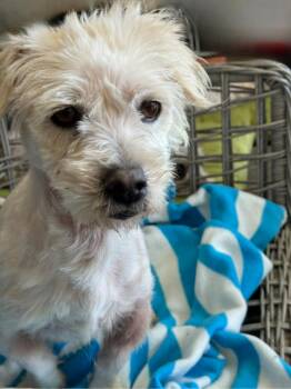 Rescue Shih Tzu Dogs for Adoption in Los Angeles, California - Leo | PetCurious