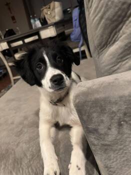 Collie Dogs Available for Adoption - Piper Lou | PetCurious