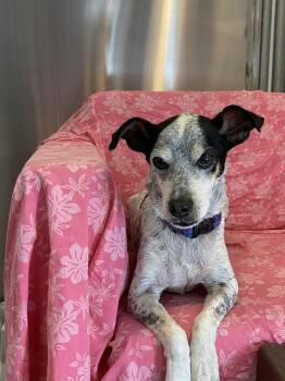 Rat Terrier and Jack Russell Terrier Dogs Available for Adoption - Papi | PetCurious