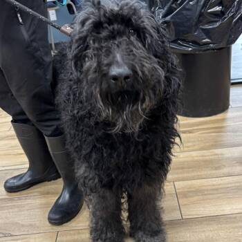 Golden Retriever and Standard Poodle Dogs Available for Adoption in Newark, New Jersey - Sammey | PetCurious