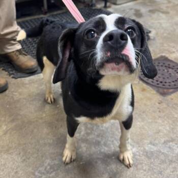Buddy Ray -  Beagle and Mixed Breed Dog for Adoption in Madisonville, Kentucky - Buddy Ray | PetCurious