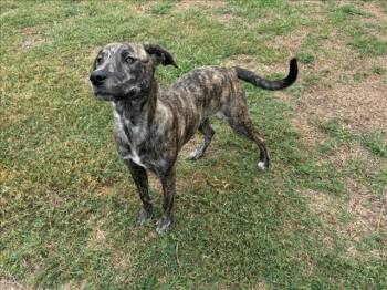 Rescue Plott Hound Dogs for Adoption in Grovetown, Georgia - GRADY | PetCurious