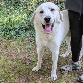 Curly Joe -  Great Pyrenees Dog for Adoption in Charlottesville, Virginia - Curly Joe | PetCurious