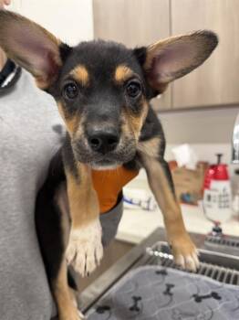 FATE -  German Shepherd Dog Dog for Adoption in Baytown, Texas - FATE | PetCurious