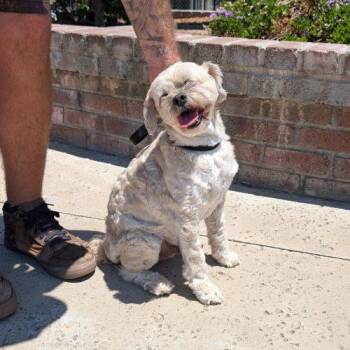Maxy -  Poodle and Mixed Breed Dog for Adoption in Lathrop, California - Maxy | PetCurious
