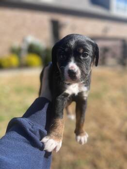 Rescue Hound Dogs for Adoption in Spring Hill, Tennessee - Jess | PetCurious