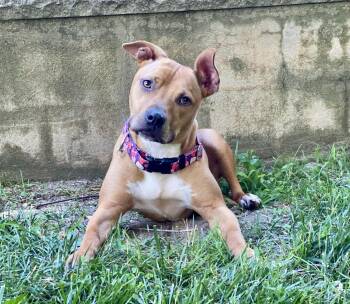 Rescue American Staffordshire Terrier and Pit Bull Terrier Dogs for Adoption in Oceanport, New Jersey - Fiona | PetCurious